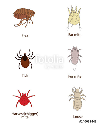 396x500 What To Know About Parasites Skin And Fur Parasites Vector Set