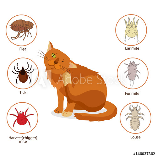 500x500 Cat Parasites What To Know About Feline Parasites Pet Skin