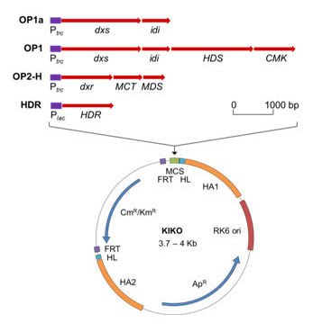 347x369 E Coli Tools Vickers Lab