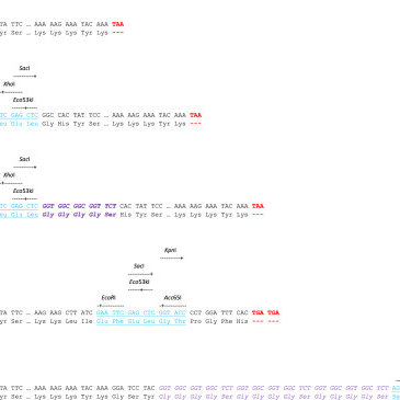 365x365 The Cotg Vector Series A And End Of Cotg Gene B