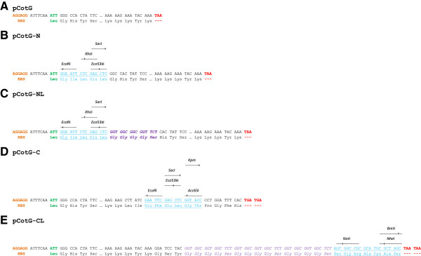 600x365 The Cotg Vector Series A And End Of Cotg Gene B