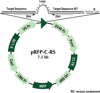 323x300 Prfp C Rs Shrna Vector Origene