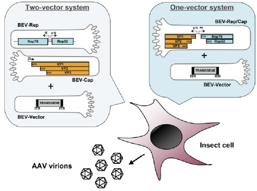 850x634 Baculovirus Expressing Vectors And Insect Cells To Produce Raav