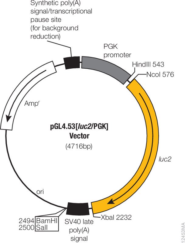 609x800 Luciferase Reporter Vectors