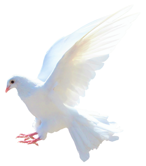 480x547 Flying Pigeon Png Bird Png Transparent Image Hd Vector