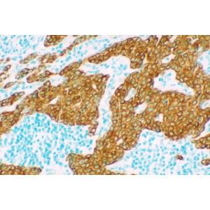 300x300 Abc Peroxidase Kit, Vector Laboratories Vwr