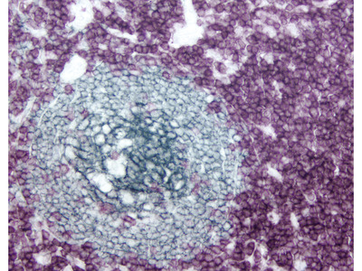 400x300 Elite Abc Peroxidase Kit Pk From Vector