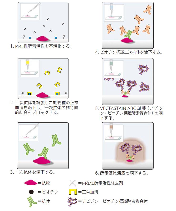 740x891 Vectastain Abc