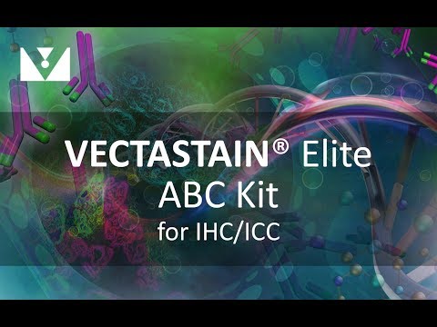 480x360 Avidin Biotin Complex Kits, Abc Kits Vector Labs