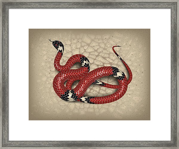 600x499 Red Snake Adder Against The Background Of Sand And Stones Vector