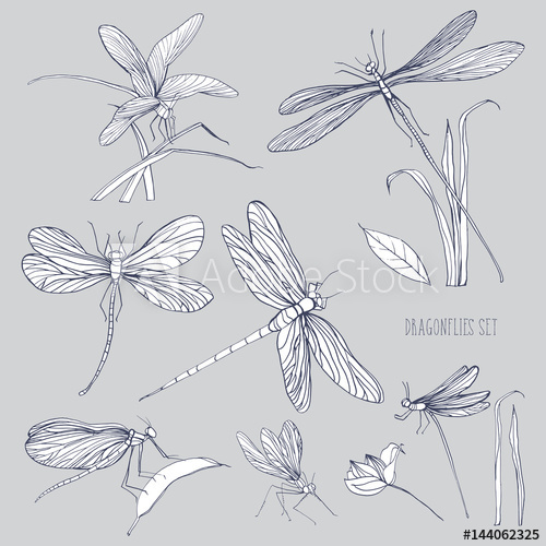 500x500 Set Of Various Dragonflies In Different Poses Monochrome Hand