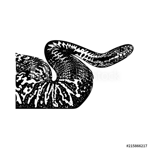 500x500 Coiled Adder In Ink