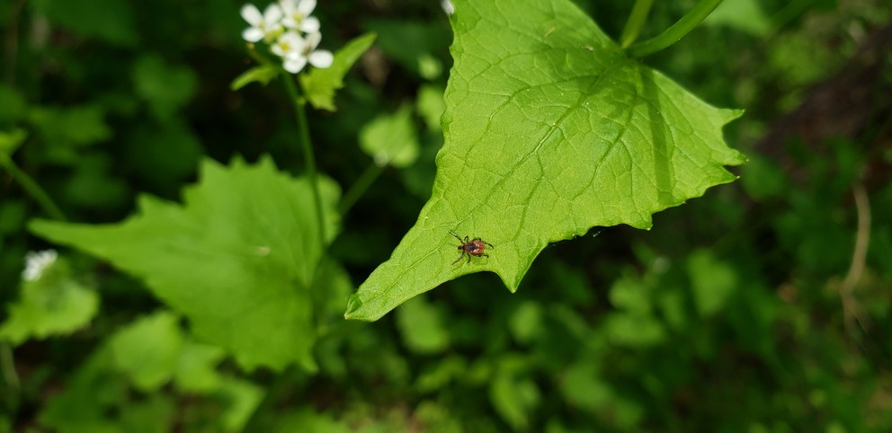 992x482 Survey Aims To Help Citizens Protect Themselves From Vector Borne