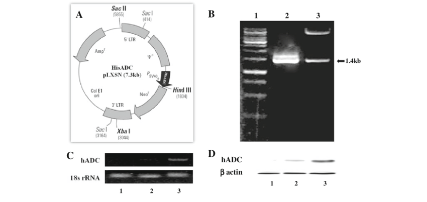 850x402 Hisadc Plxsn Construct And Expression A Hisadc Plxsn Vector Map