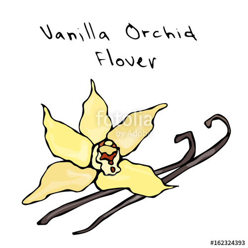 500x500 Vanilla Pods Or Sticks And Vanilla Orchid Flower Vector
