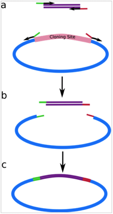 437x826 Polymerase Incomplete Primer Extension
