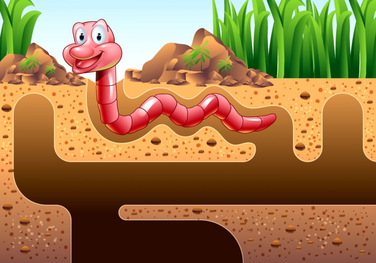 1260x882 Worm Vector Graphic Wallpaper Its Wallpapers
