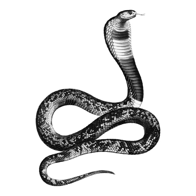 626x626 Vintage Illustrations Of Asp Viper Vector Free Download