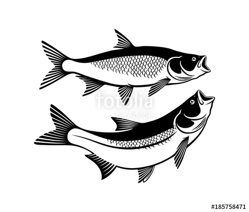 500x425 Drawing Asp Fish Stock Image And Royalty Free Vector