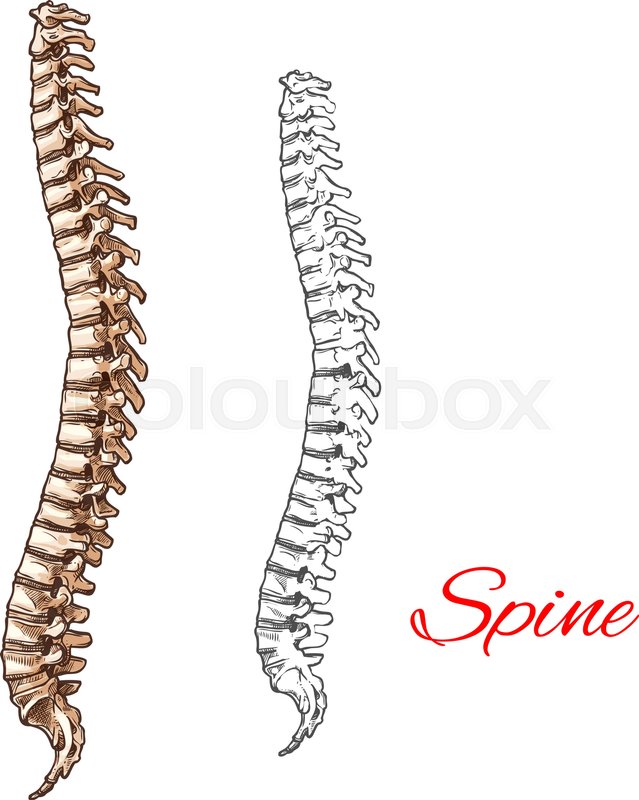 Human Spine Bones And Backbone Joints Stock Vector Colourbox 639x800 Human Spine Bones And Backbone Joints Stock Vector Colourbox