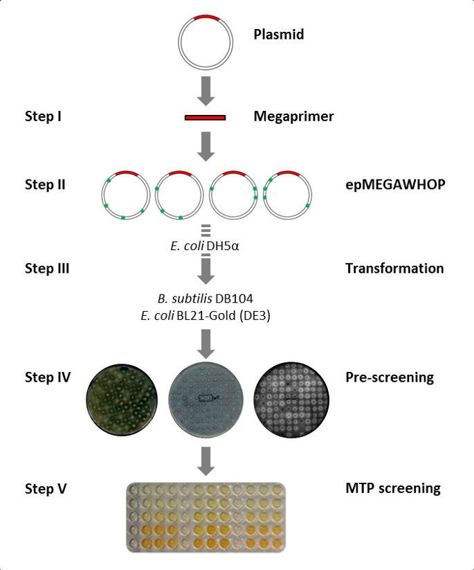 Increasing Protein Production 685x823 Increasing Protein Production