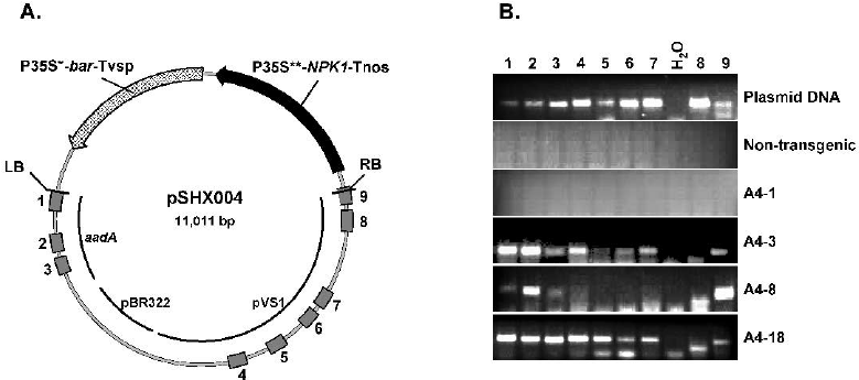 Integration Of The Agrobacterium Binary Vector Backbone Dna Into 779x345 Integration Of The Agrobacterium Binary Vector Backbone Dna Into
