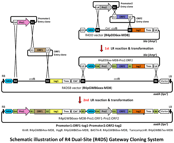 Nakagawa Lab 700x579 Nakagawa Lab