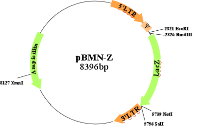 Plasmid Maps 401x256 Plasmid Maps