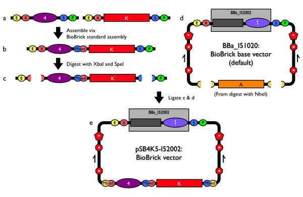 Plasmid Backbonesconstruction 600x390 Plasmid Backbonesconstruction