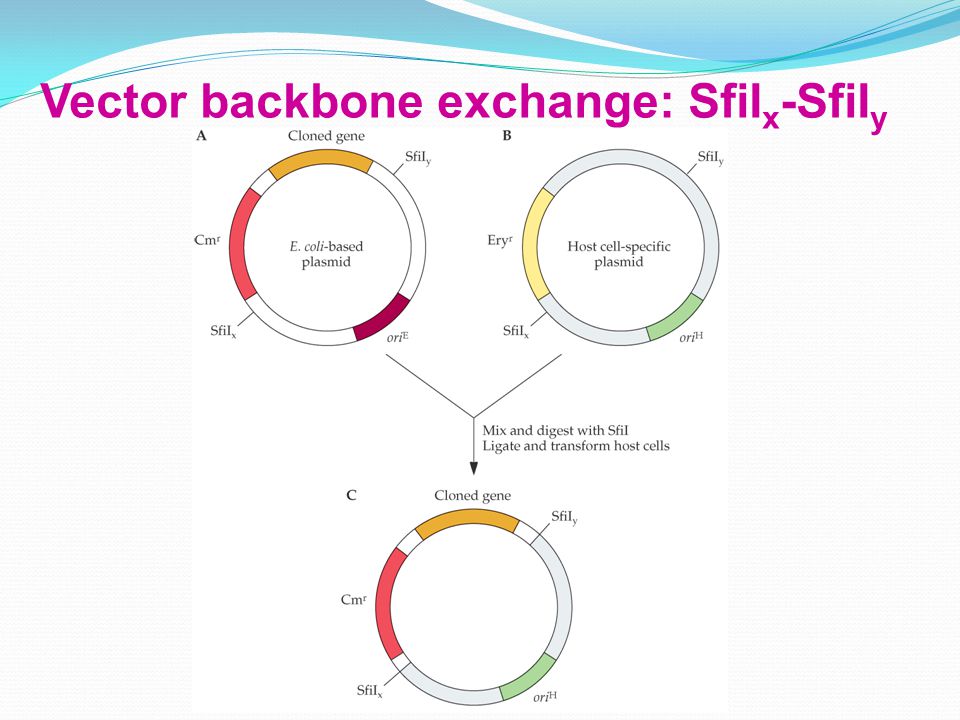 960x720 Recombinant Dna Technology