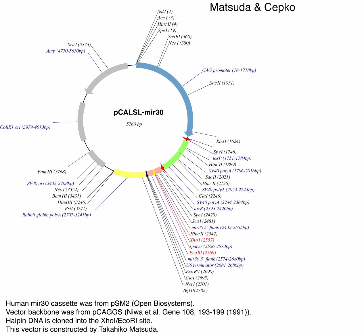 Addgene Pcalsl 1266x1164 Addgene Pcalsl