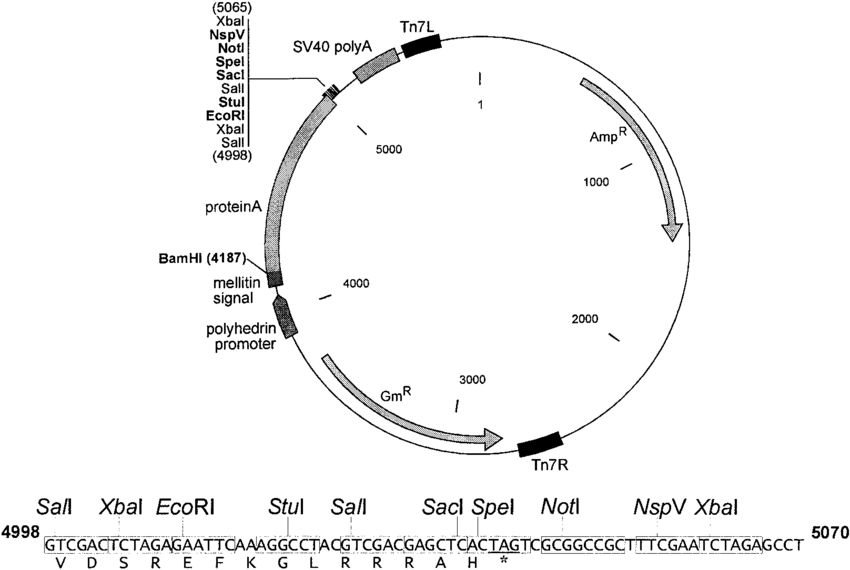 Schematic Representation Of The Pfmel Prota Vector The Vector 850x570 Schematic Representation Of The Pfmel Prota Vector The Vector