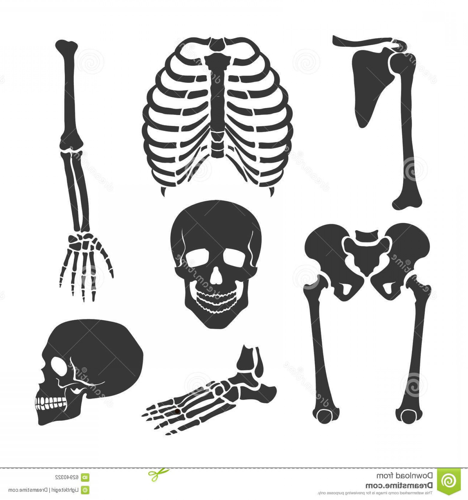 Stock Illustration Human Skeleton Vector Black Illustration Set 1560x1668 Stock Illustration Human Skeleton Vector Black Illustration Set