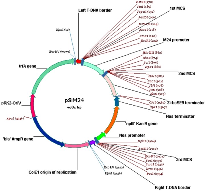 The Backbone Structure Of Binary Vector 723x669 The Backbone Structure Of Binary Vector