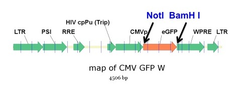 Vectors And Protocols Kotton Lab 470x174 Vectors And Protocols Kotton Lab