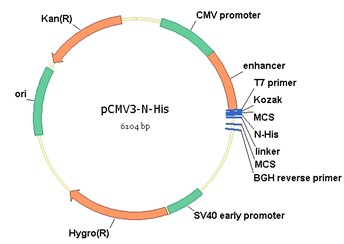 N His Expression Vector Backbone Dna Sequence 344x244 N His Expression Vector Backbone Dna Sequence