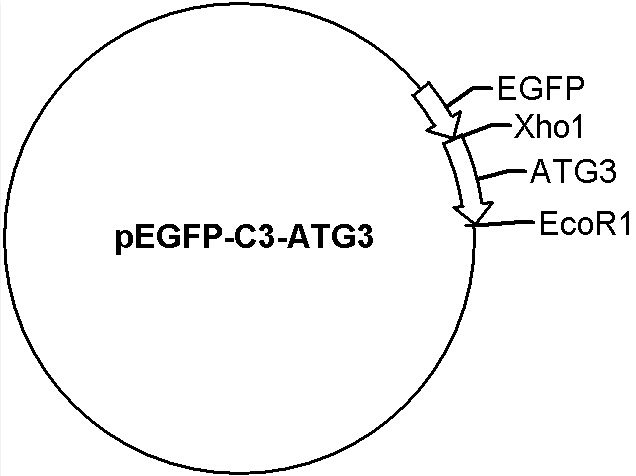 Pegfp Virus Vector 636x476 Pegfp Virus Vector
