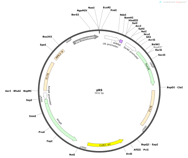 Vector Backbone Prs 600x503 Vector Backbone Prs