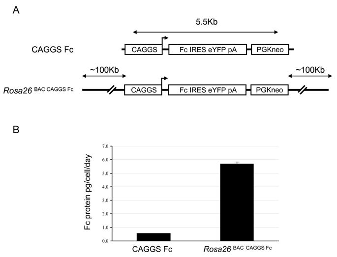 685x523 Bacterial Artificial Chromosomes Improve Recombinant Protein