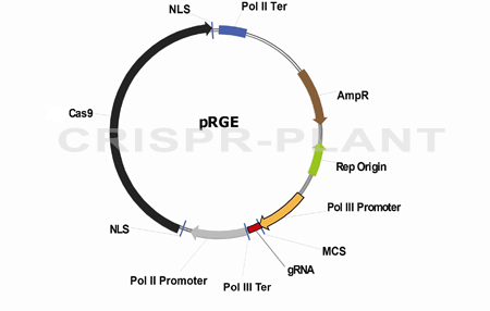 Crispr Plant 450x286 Crispr Plant