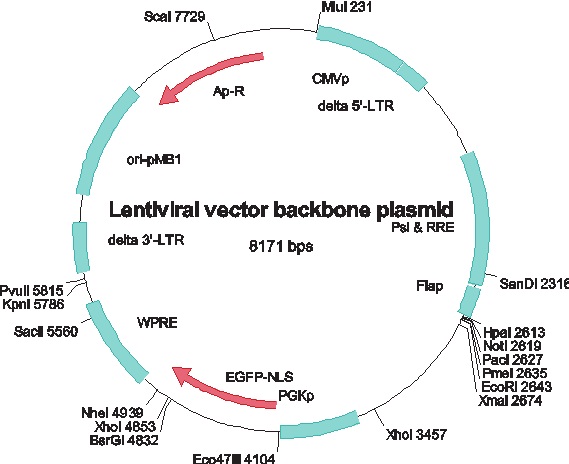 Designing Lentiviral Gene Vectors Intechopen 569x464 Designing Lentiviral Gene Vectors Intechopen