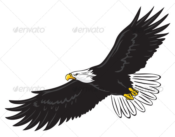 590x464 Bald Eagle Vectors From Graphicriver