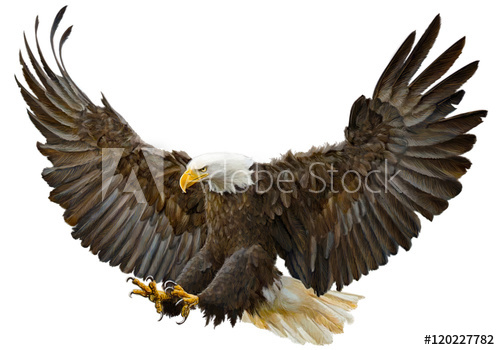 500x350 Bald Eagle Swoop Landing Hand Draw And Paint On White Background