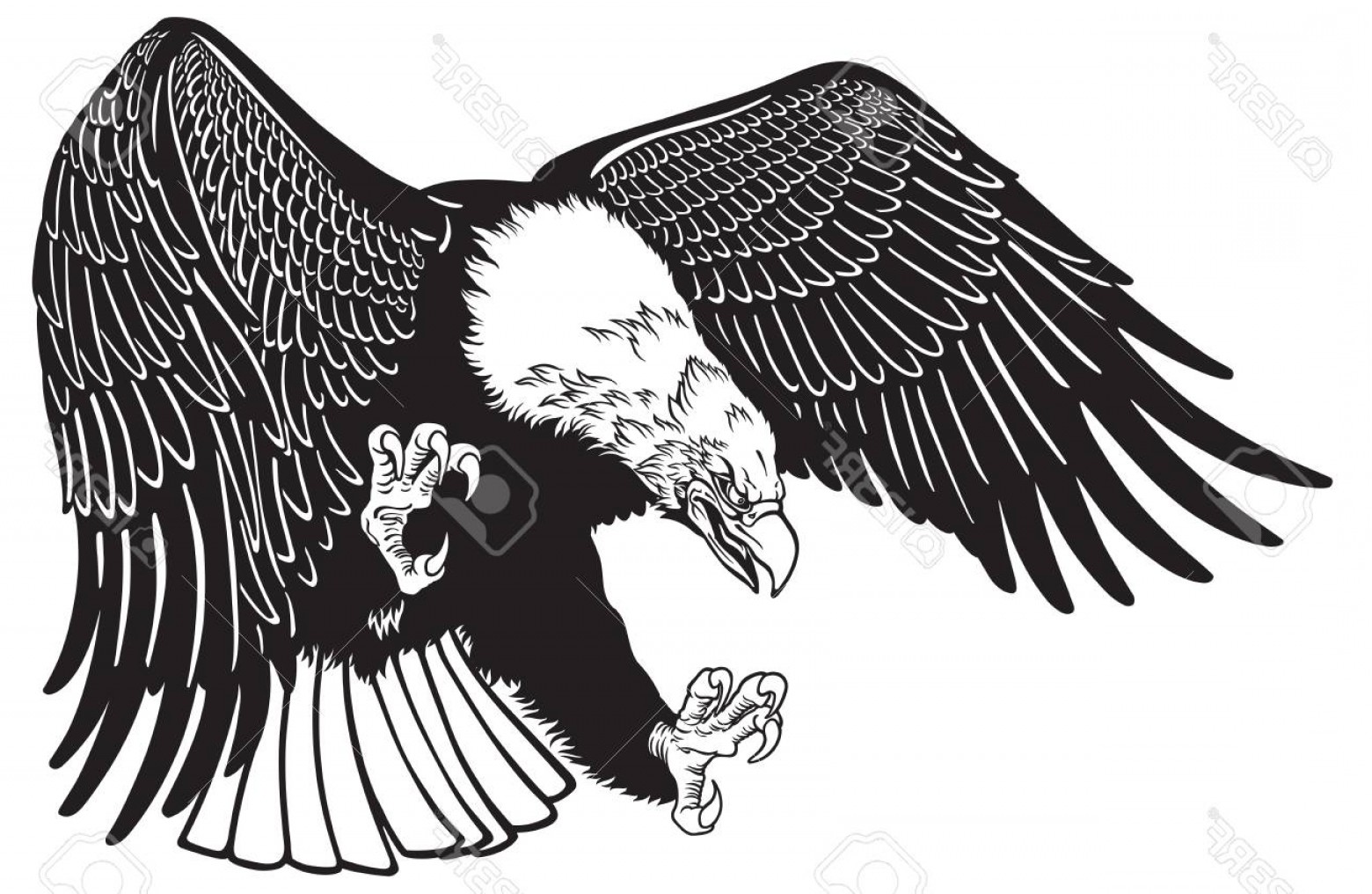 1560x1016 Photostock Vector Bald Eagle In The Fly White Headed American Bird