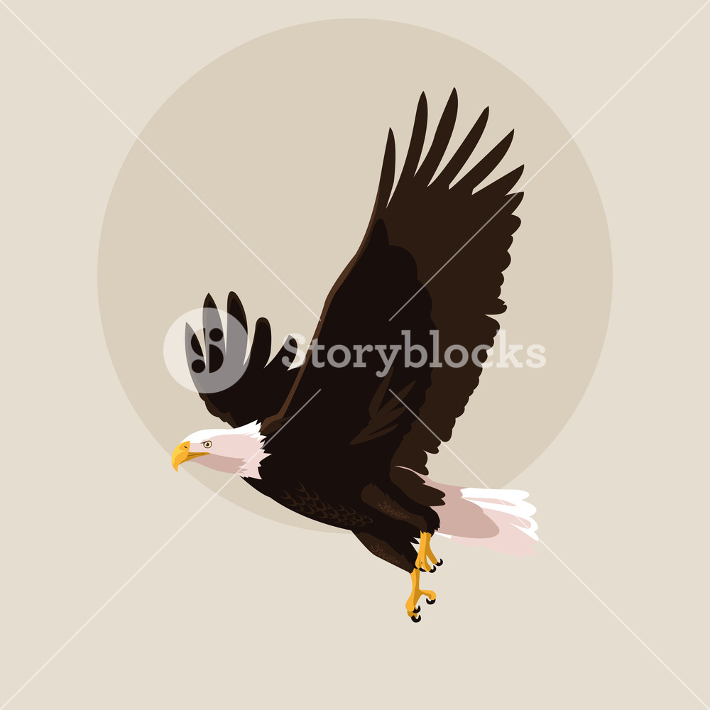 1000x1000 Bald Eagle Bird Flying Vector Illustration Design Royalty Free