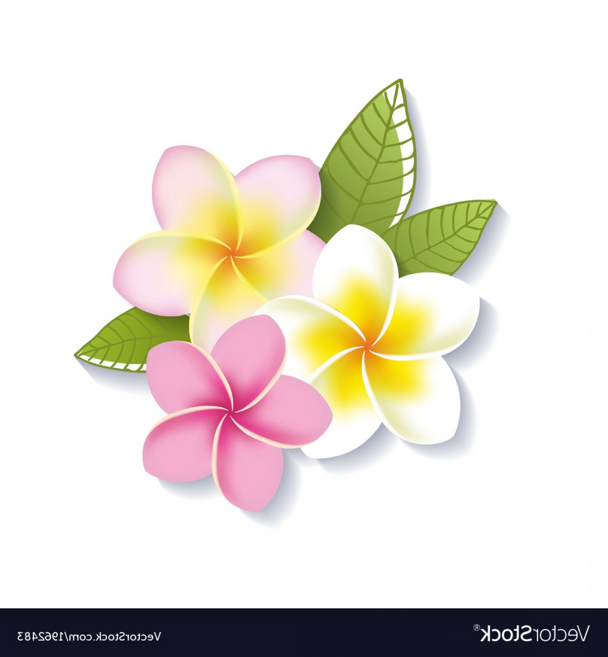 Plumeria Vector Based Savoyuptown 1200x1296 Plumeria Vector Based Savoyuptown