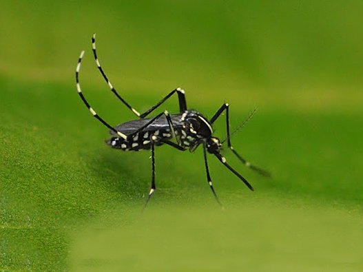 527x395 Rutgers Sebs On Twitter Randy Gaugler