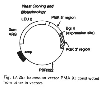 354x288 Expression Hosts And Vectors In Eukaryotes Cell Biology