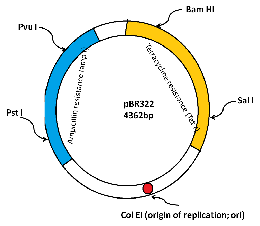 1012x880 Gene Cloning Vectors Different Types Of Vectors, Essential