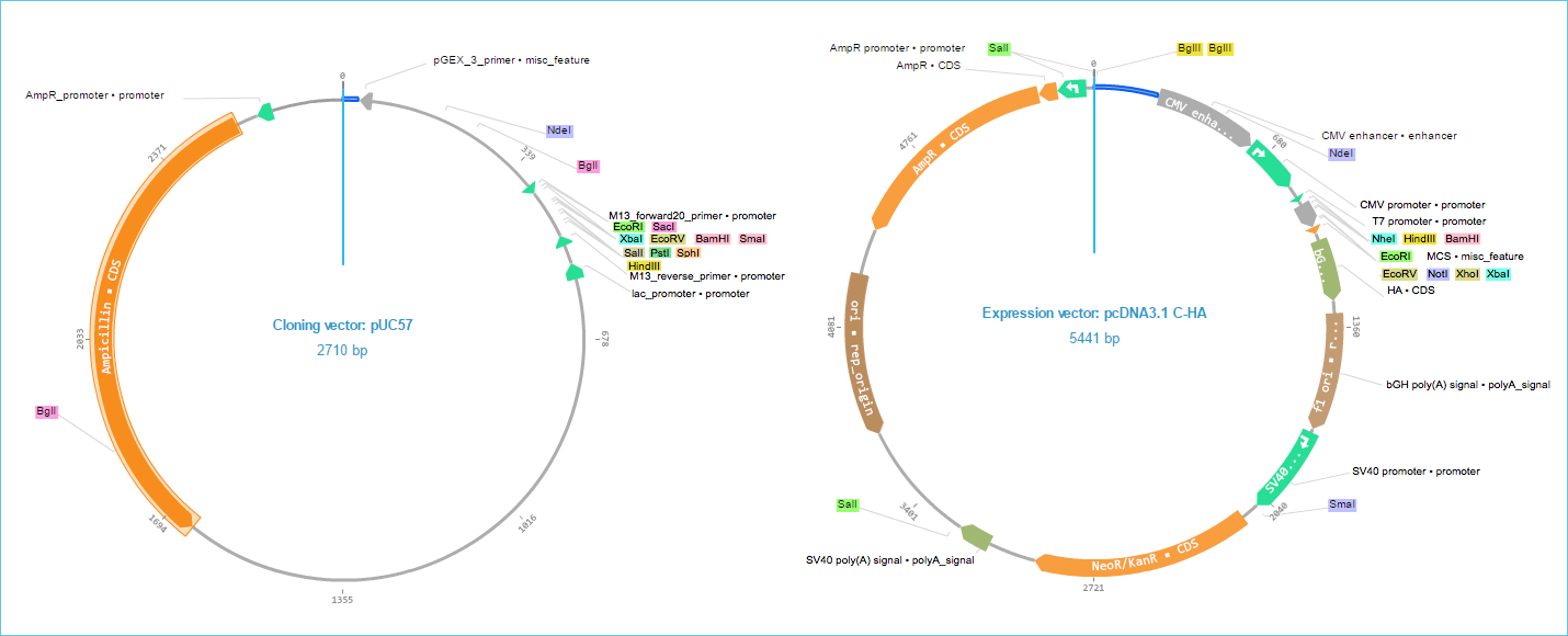 1430x580 How To Choose The Perfect Vector For Your Molecular Biology Experiment